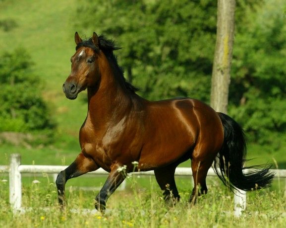 Anglo-Arabo Sardo, see Sardinian Anglo-Arab